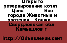 Открыто резервирование котят › Цена ­ 15 000 - Все города Животные и растения » Кошки   . Свердловская обл.,Камышлов г.